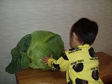 でかキャベツ.jpg