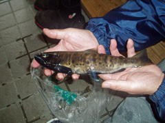 091025イワナ.jpg