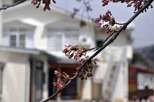 100424sakura1.jpg
