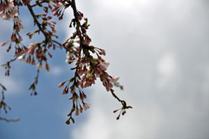 100424sakura2.jpg