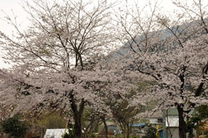 110501sakura1.jpg