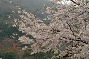 110501sakura2.jpg