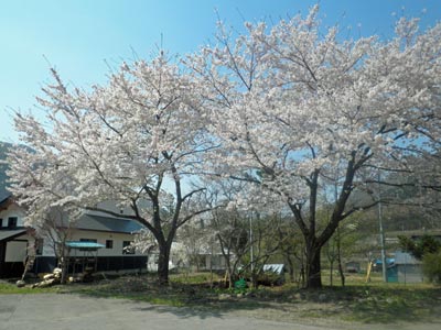 150425sakura.jpg