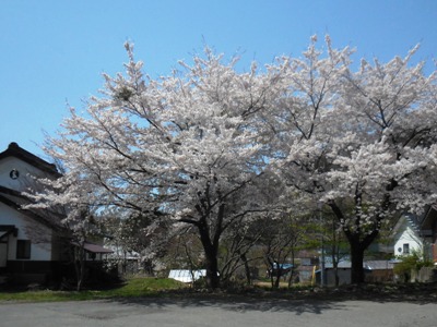 170430sakura.jpg
