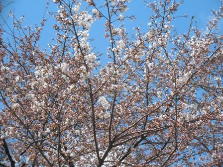 180408sakura3.jpg