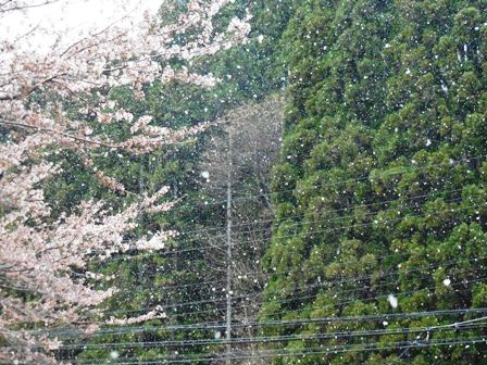 180408sakura4.jpg